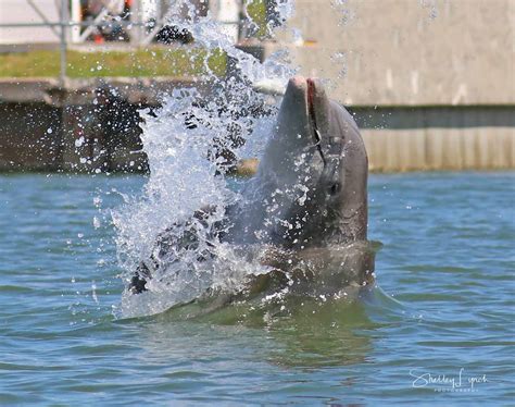 manatee dolphin tours daytona beach